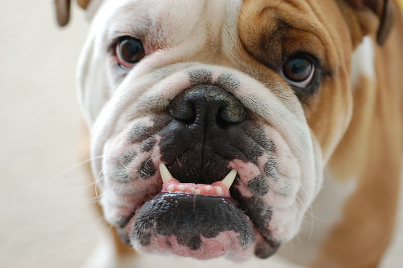 English bulldog specialist near sales me